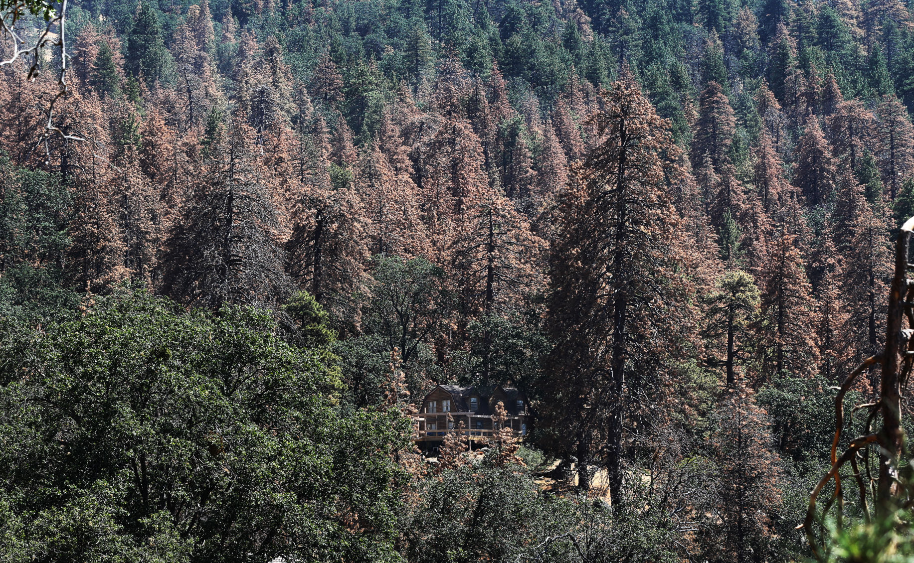 dead_trees